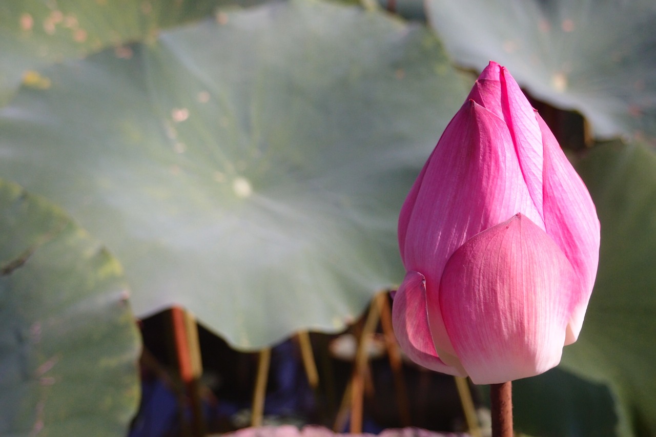 plant pink lotus lotus leaf free photo