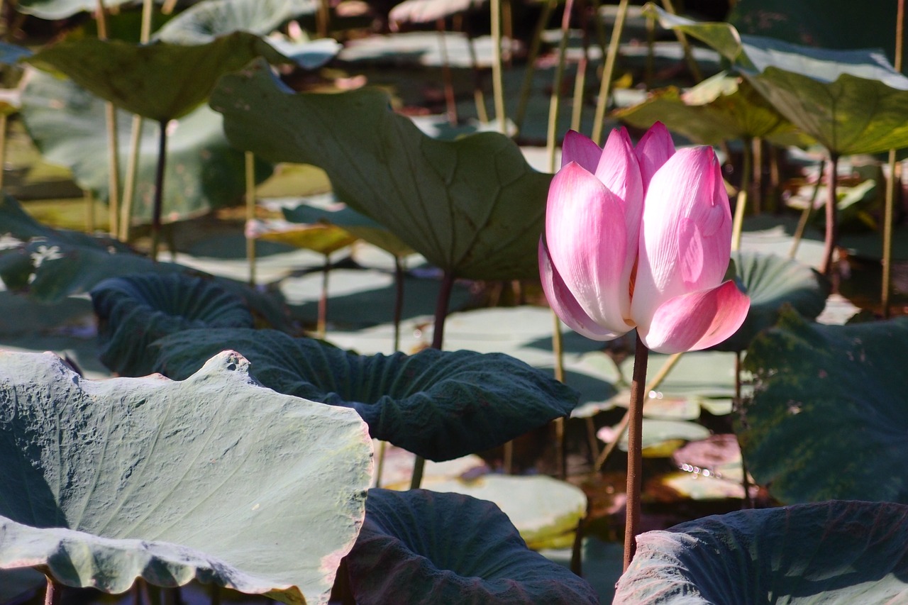 plant pink lotus lotus leaf free photo