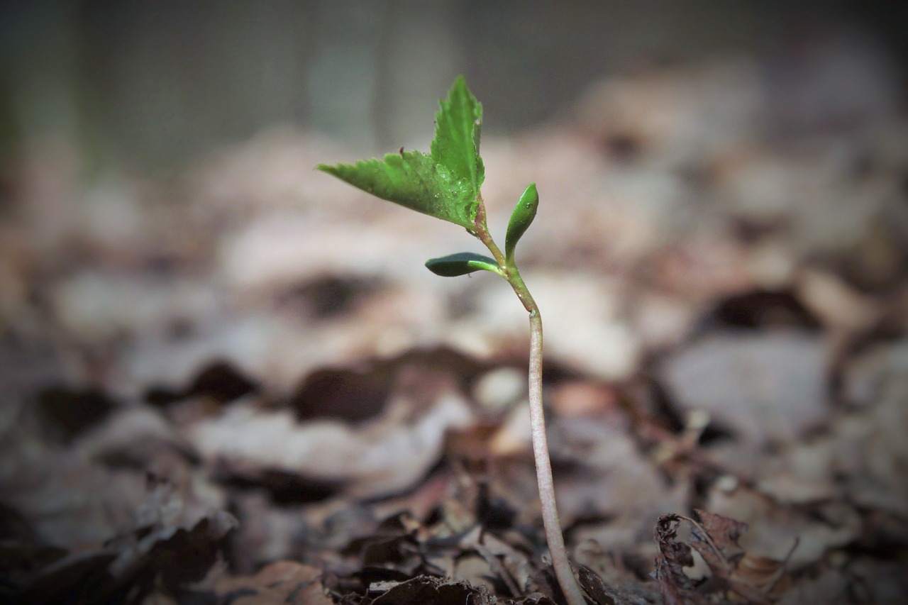 plant young small free photo