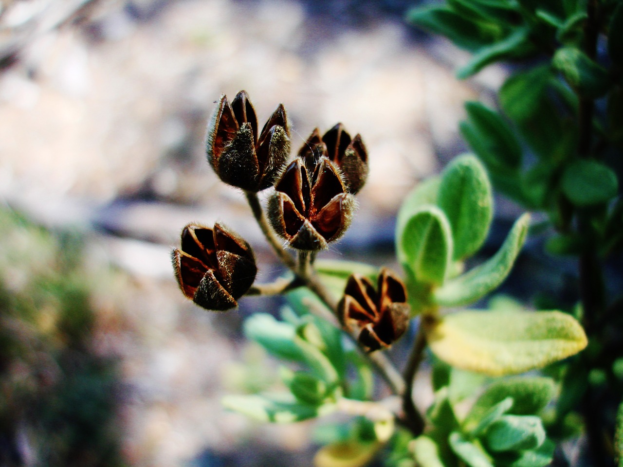 plant forest flower free photo