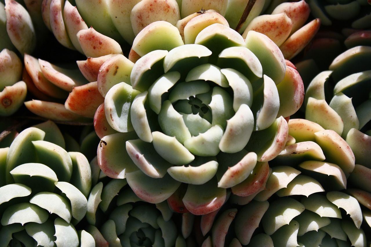 succulent plant color green free photo