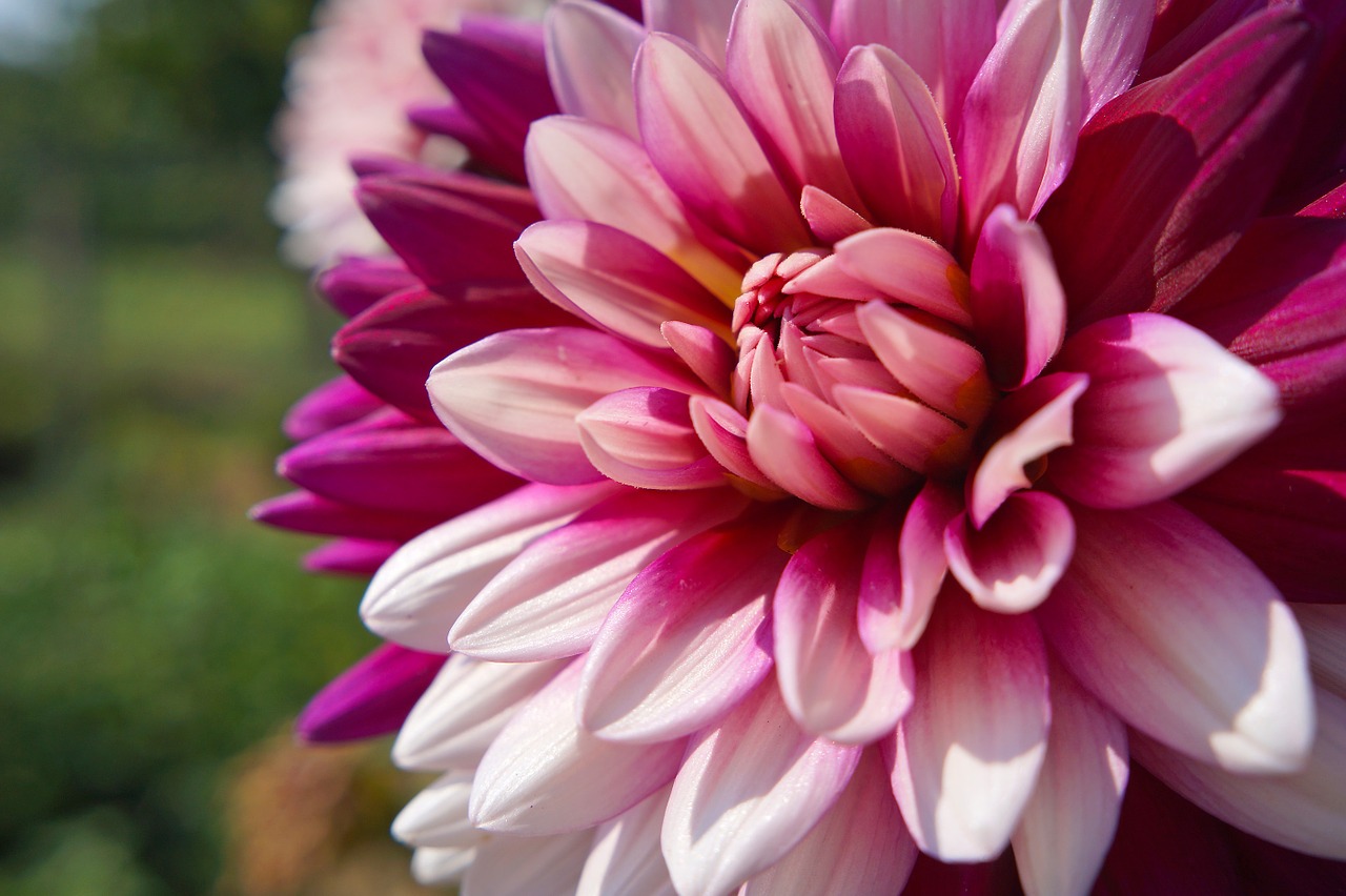 plant flower dahlia free photo