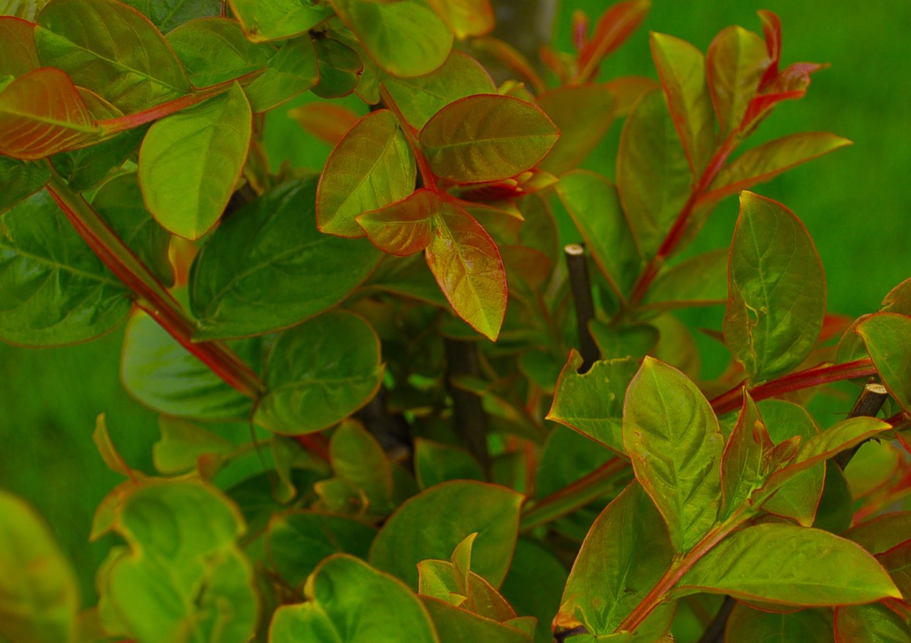 plant green leaves free photo