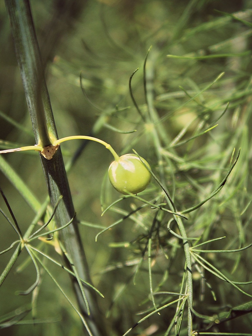 plant bush nature free photo