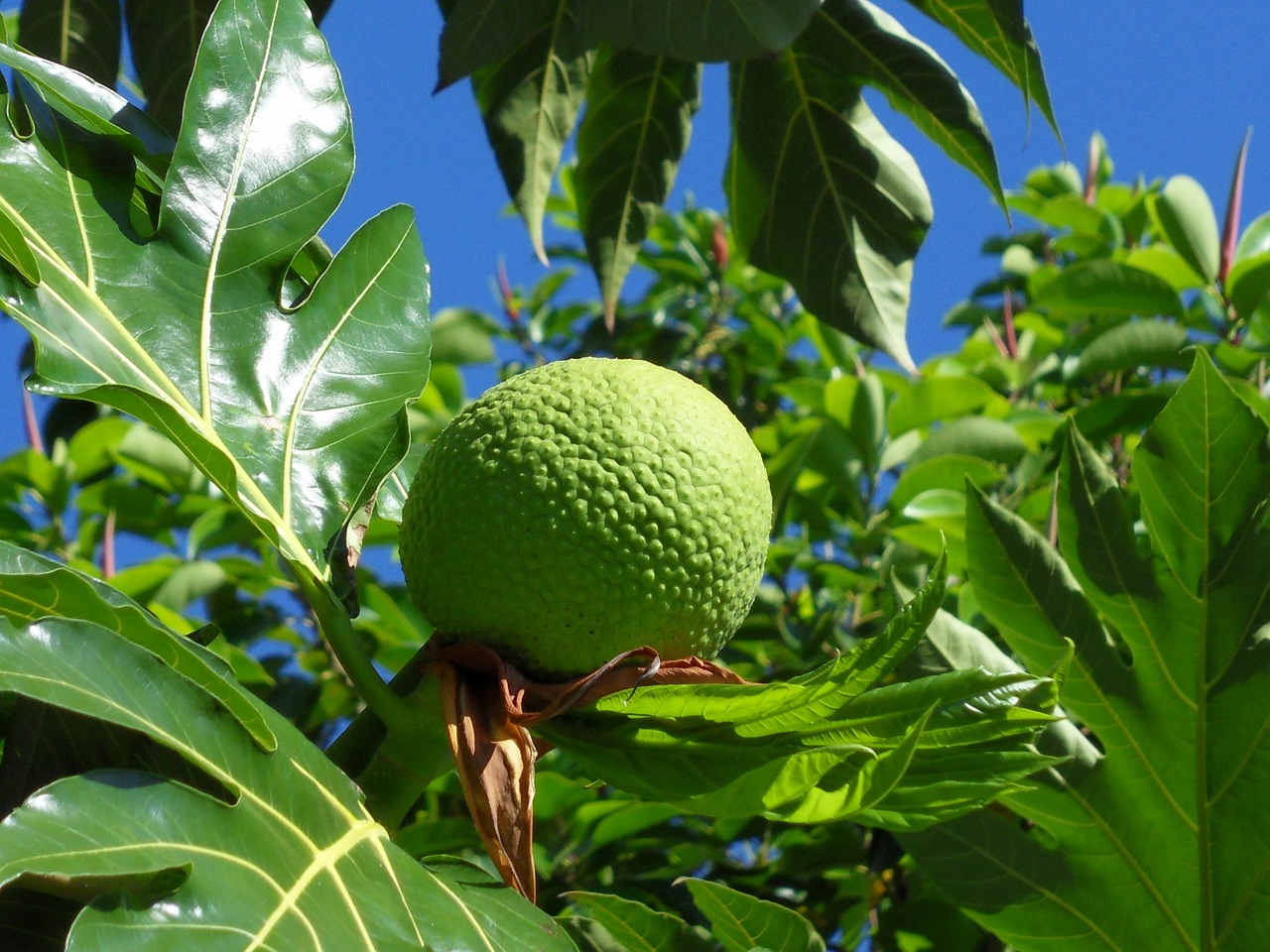 plant tree fruit free photo