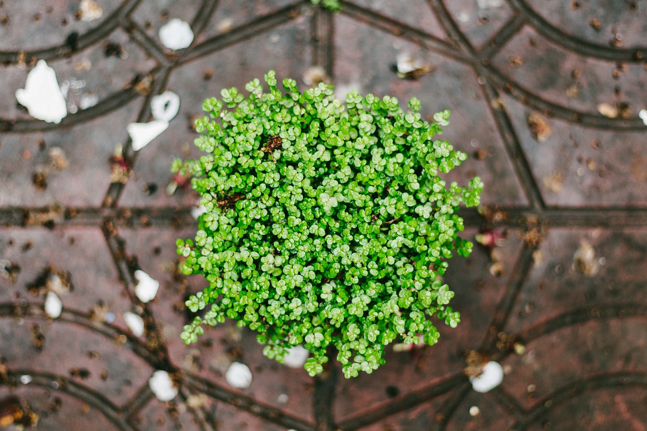 plant flora potted free photo