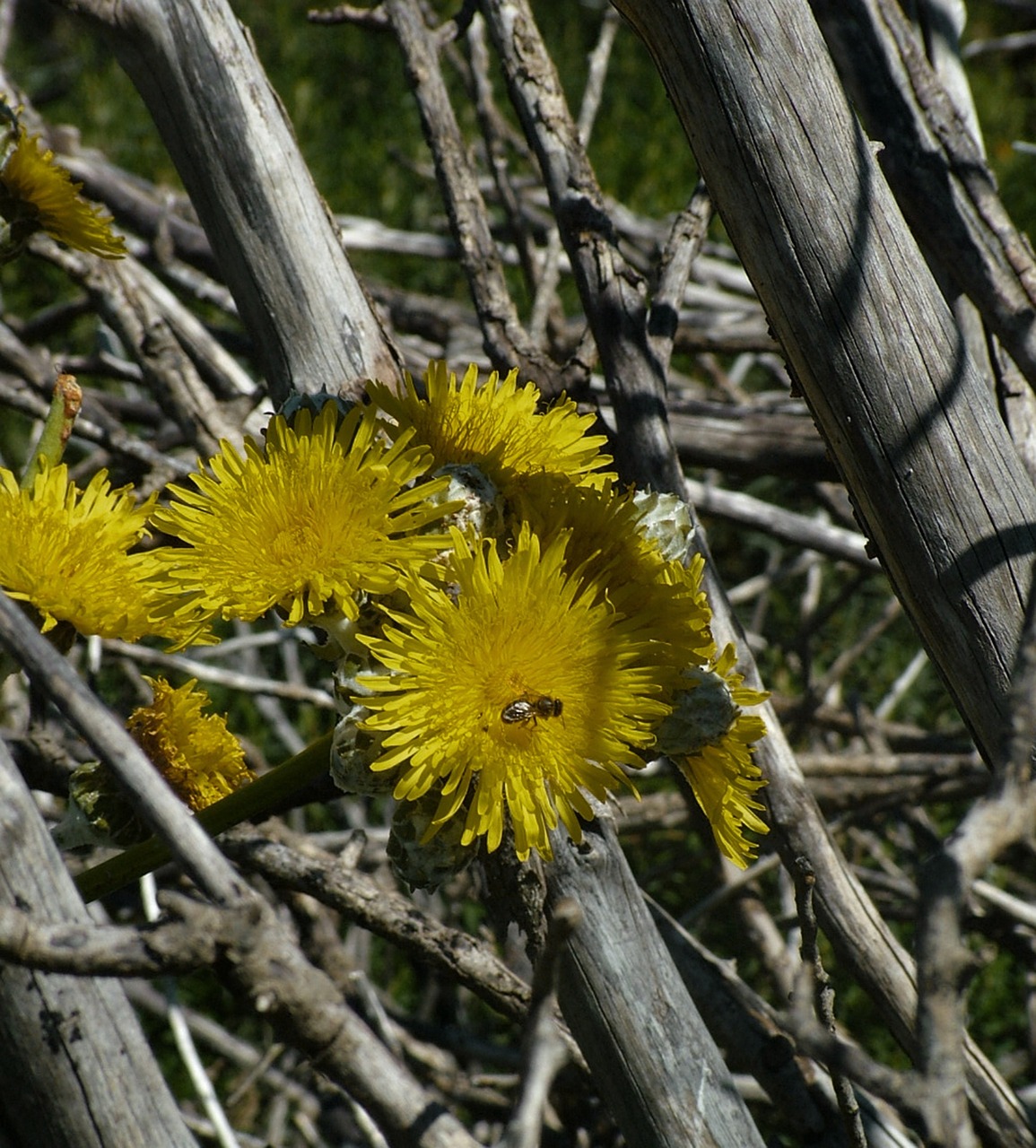 plant fauna tenerife free photo