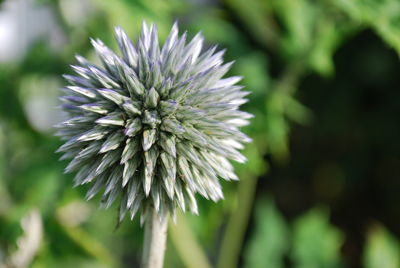 plant garden green free photo