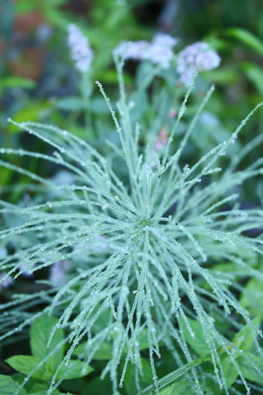 plant dew drop horsetail free photo