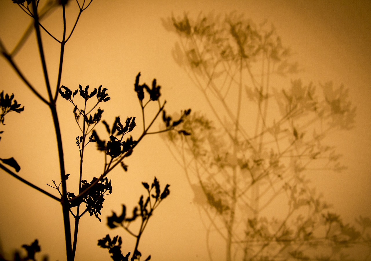 plant shadow silhouette free photo