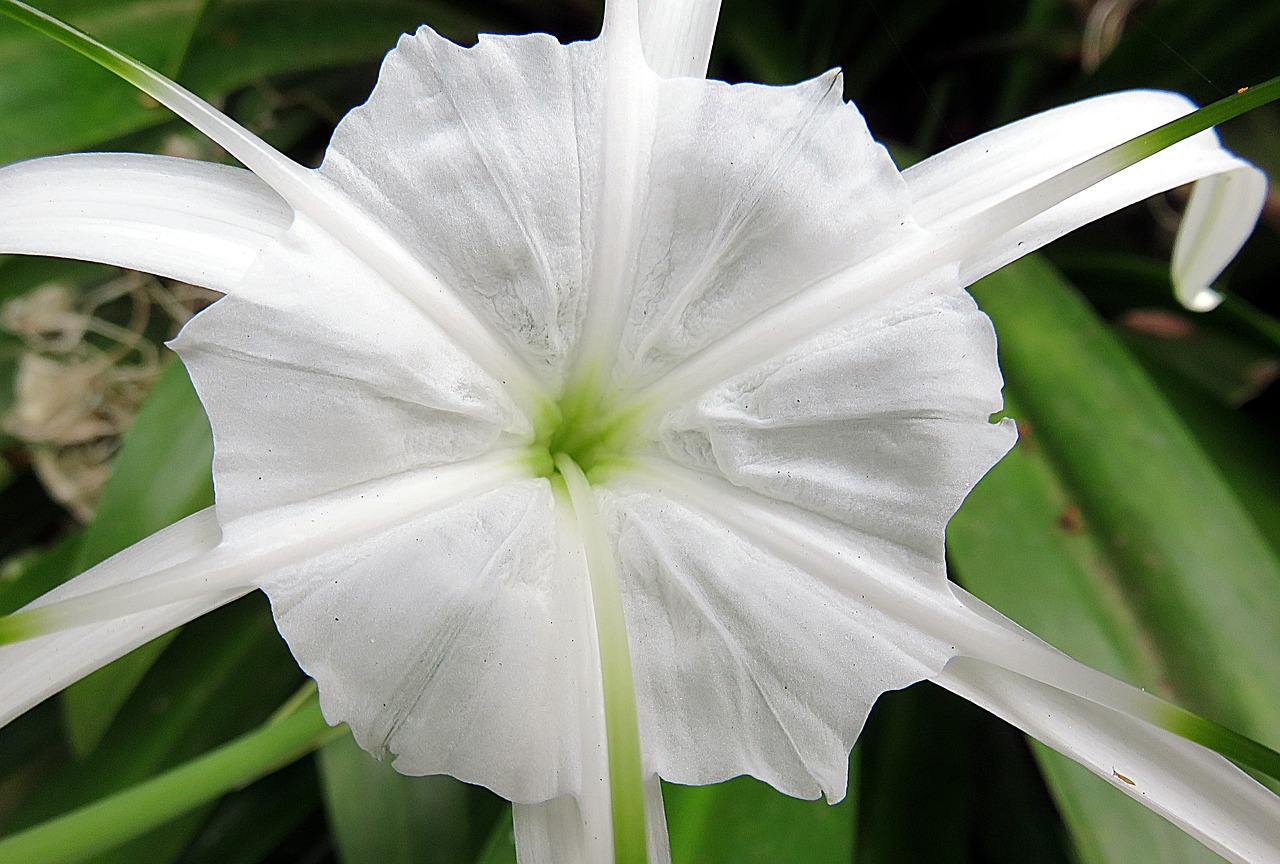 hymenocallis plant flower free photo