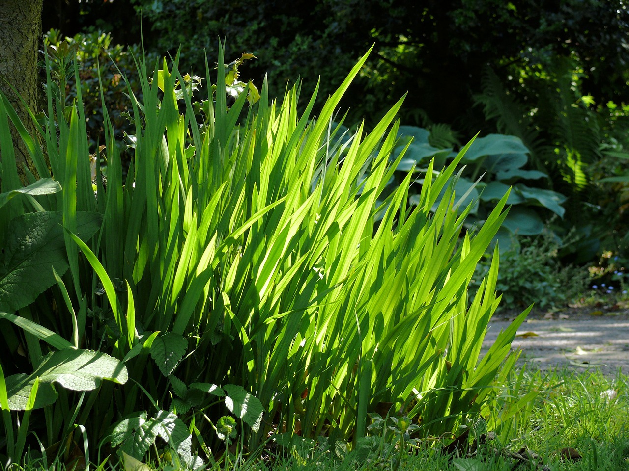 plant green leaves free photo