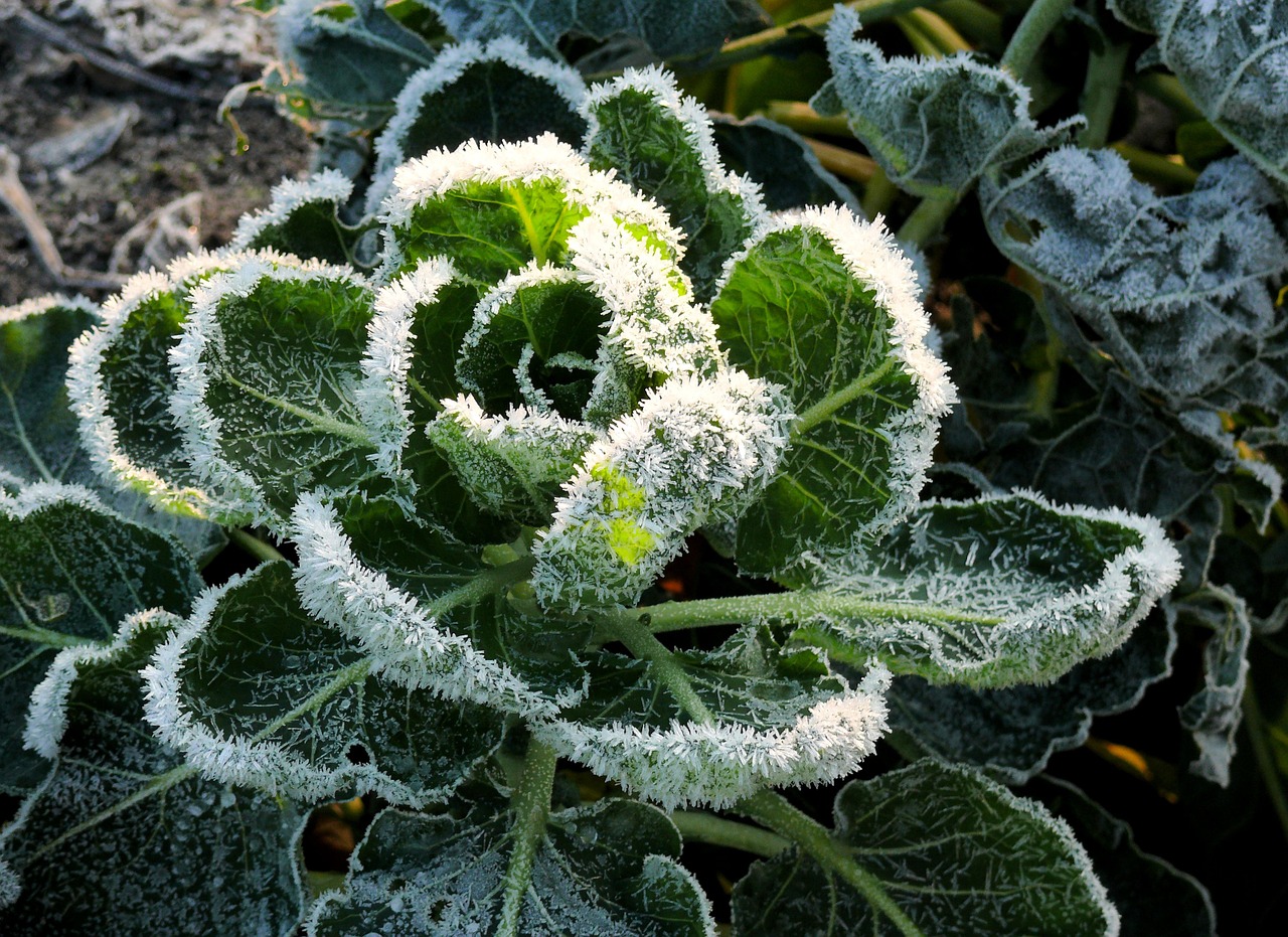 plant green frozen free photo