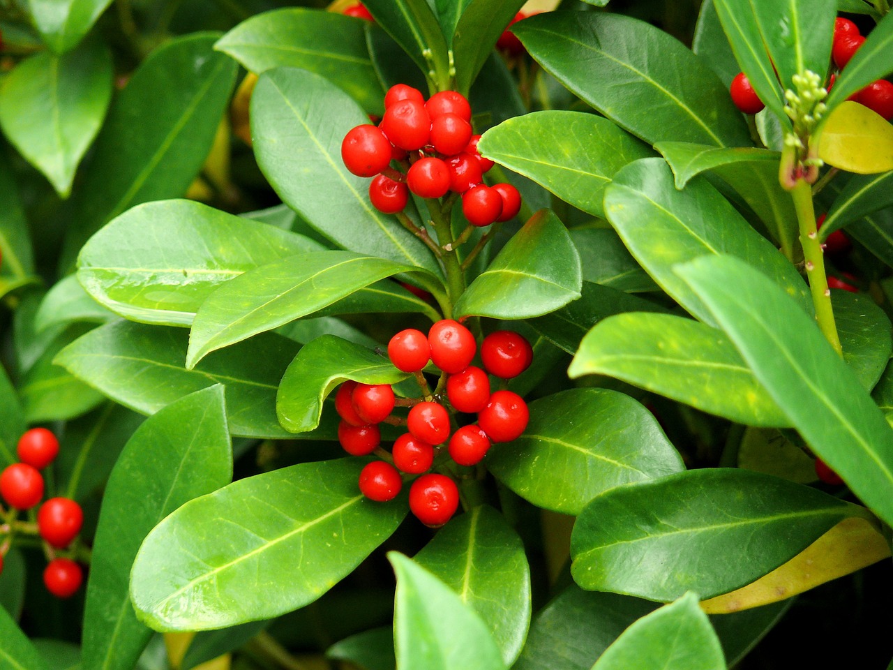 plant american holly green free photo