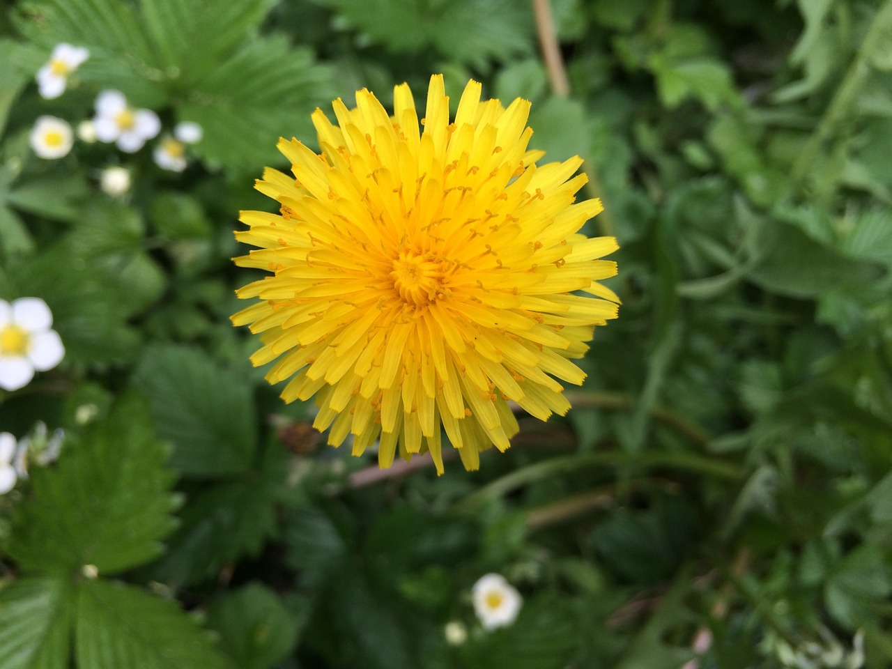 dandelion plant flower free photo