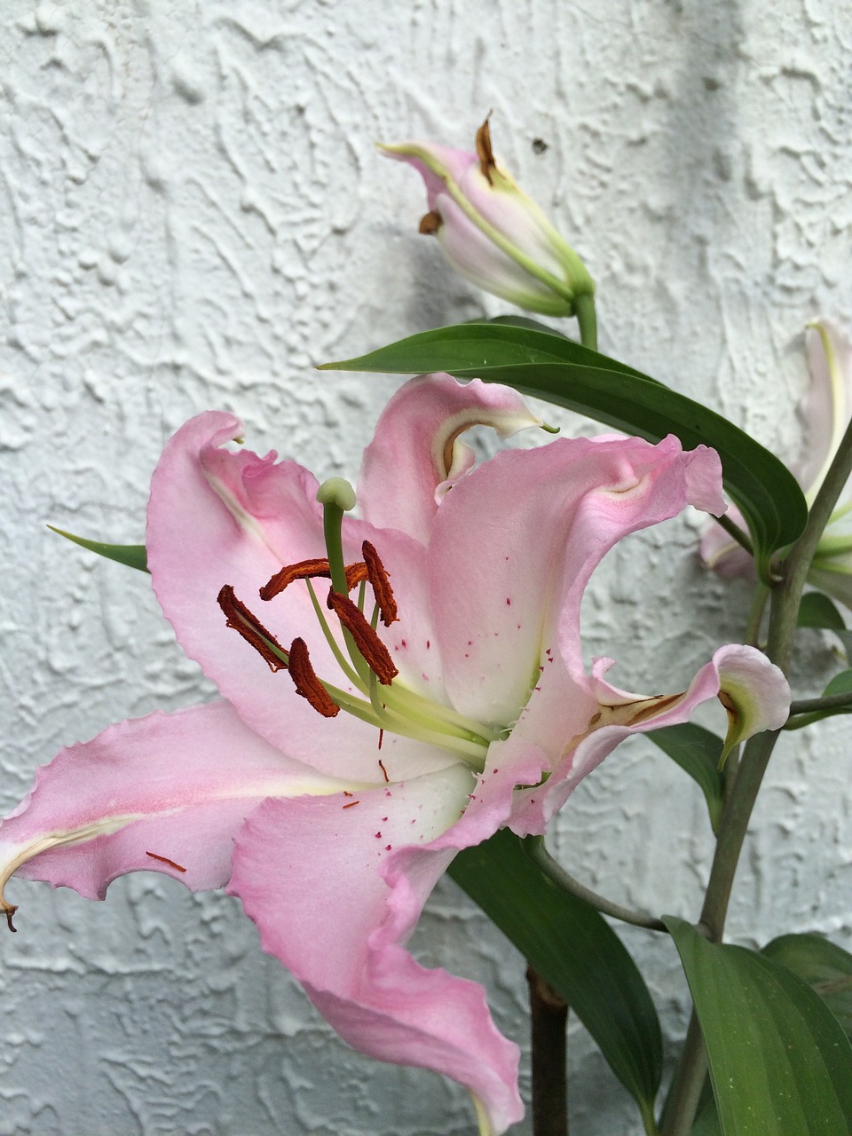 lily plant flower free photo