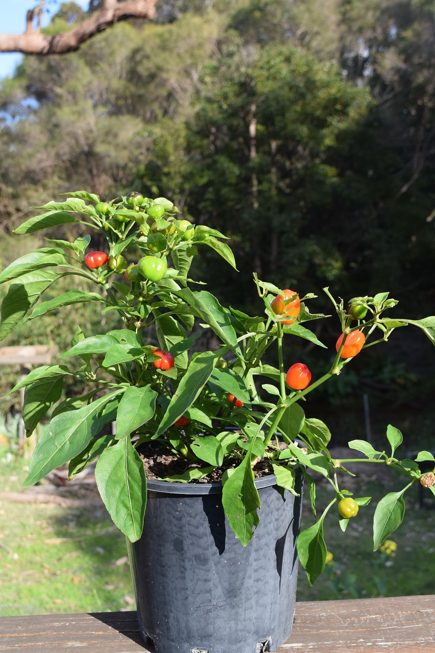 plant capsicum mini capsicum free photo