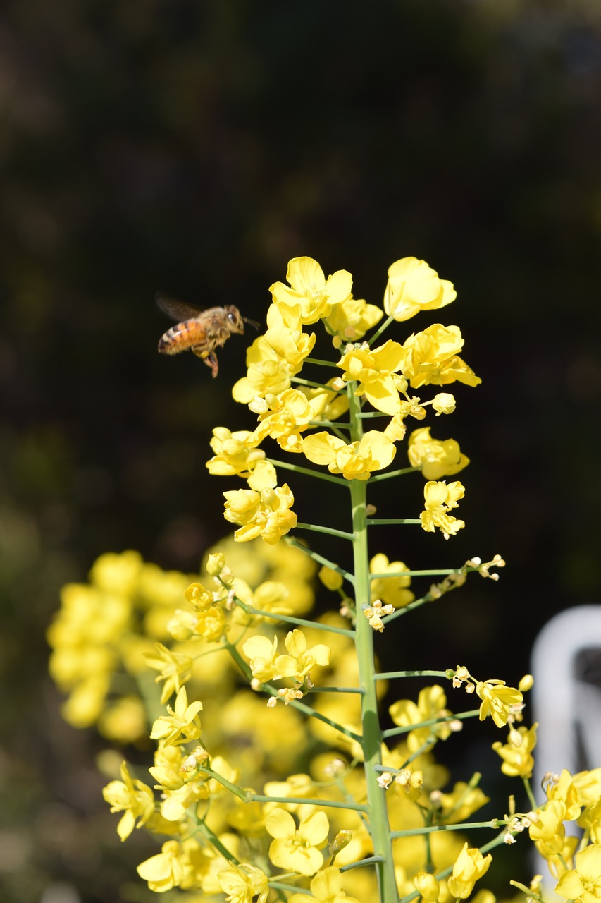 plant yellow bee free photo