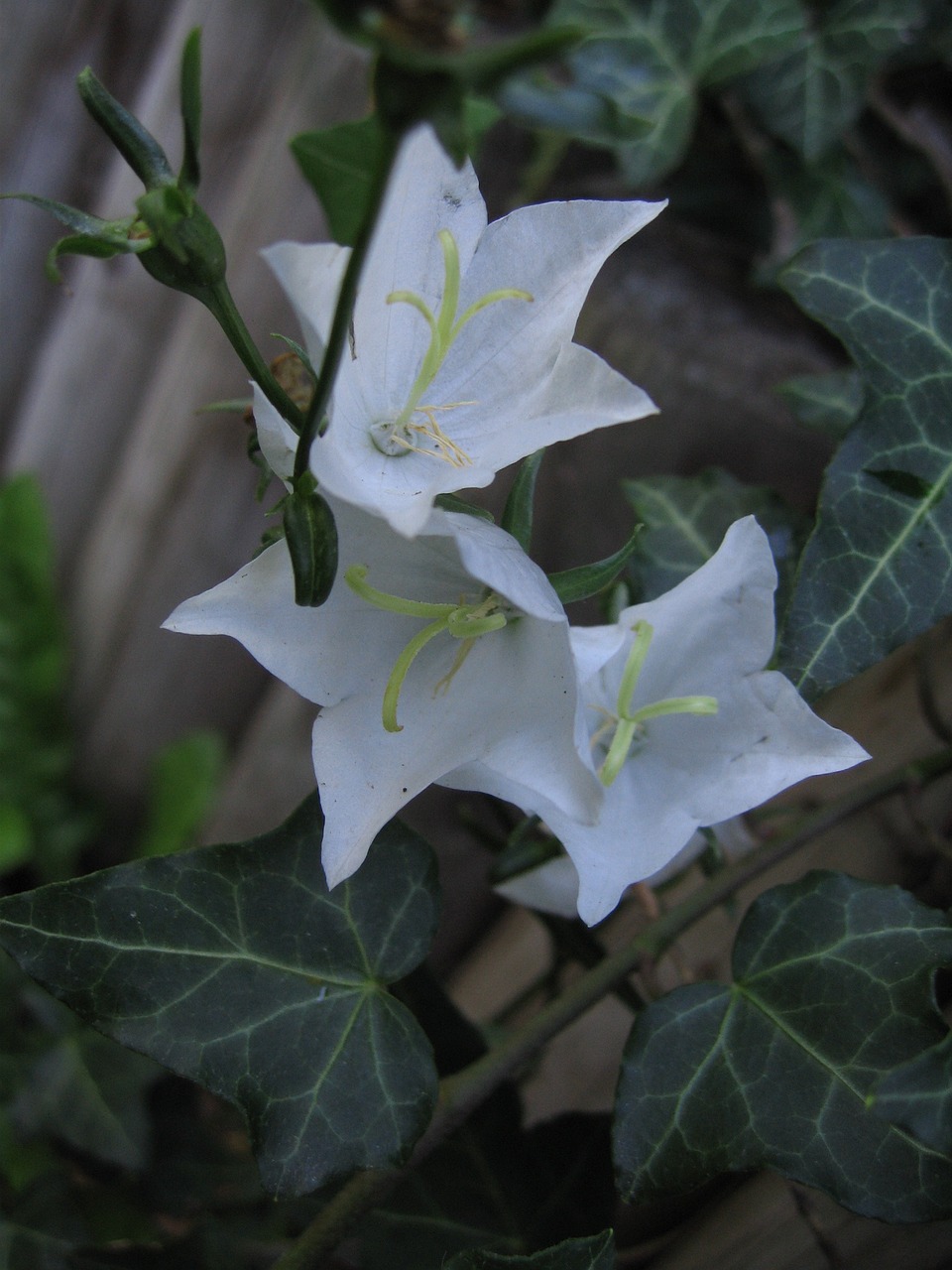 plant herbs blossom free photo