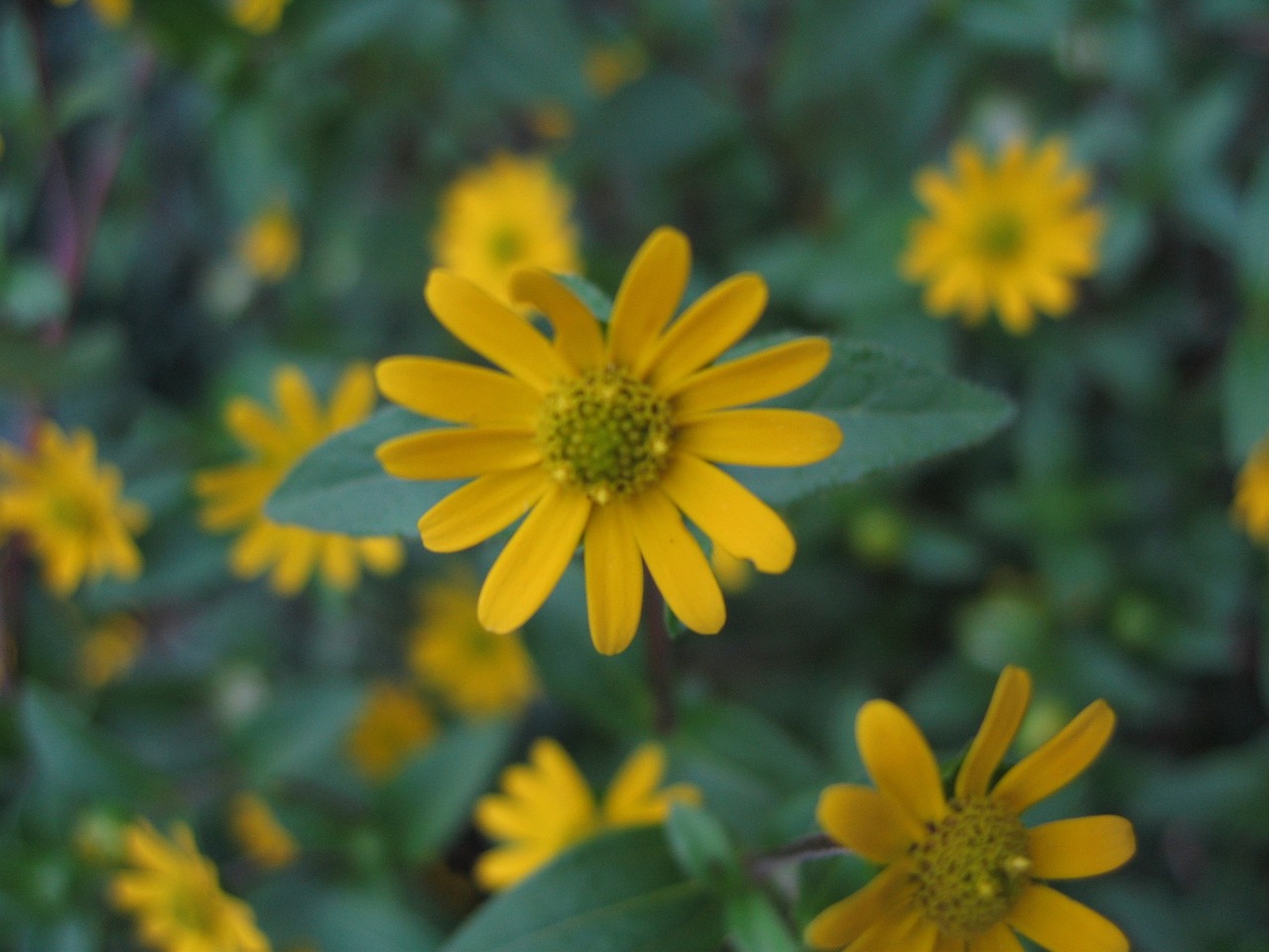 plant herbs blossom free photo