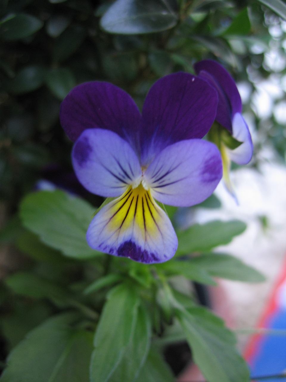 plant herbs blossom free photo