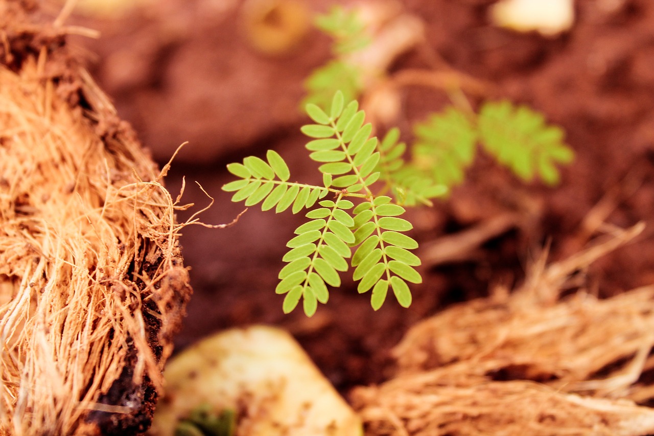 plant leaves green free photo