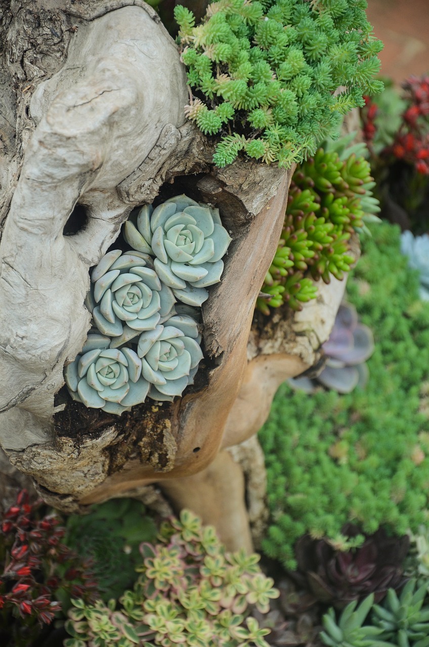 plant succulent plants flower free photo