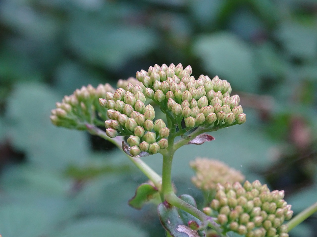 plant flower green free photo