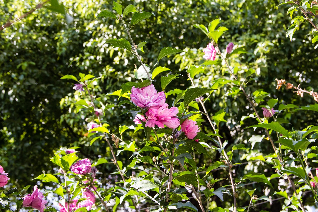 plant flowers purple pink free photo