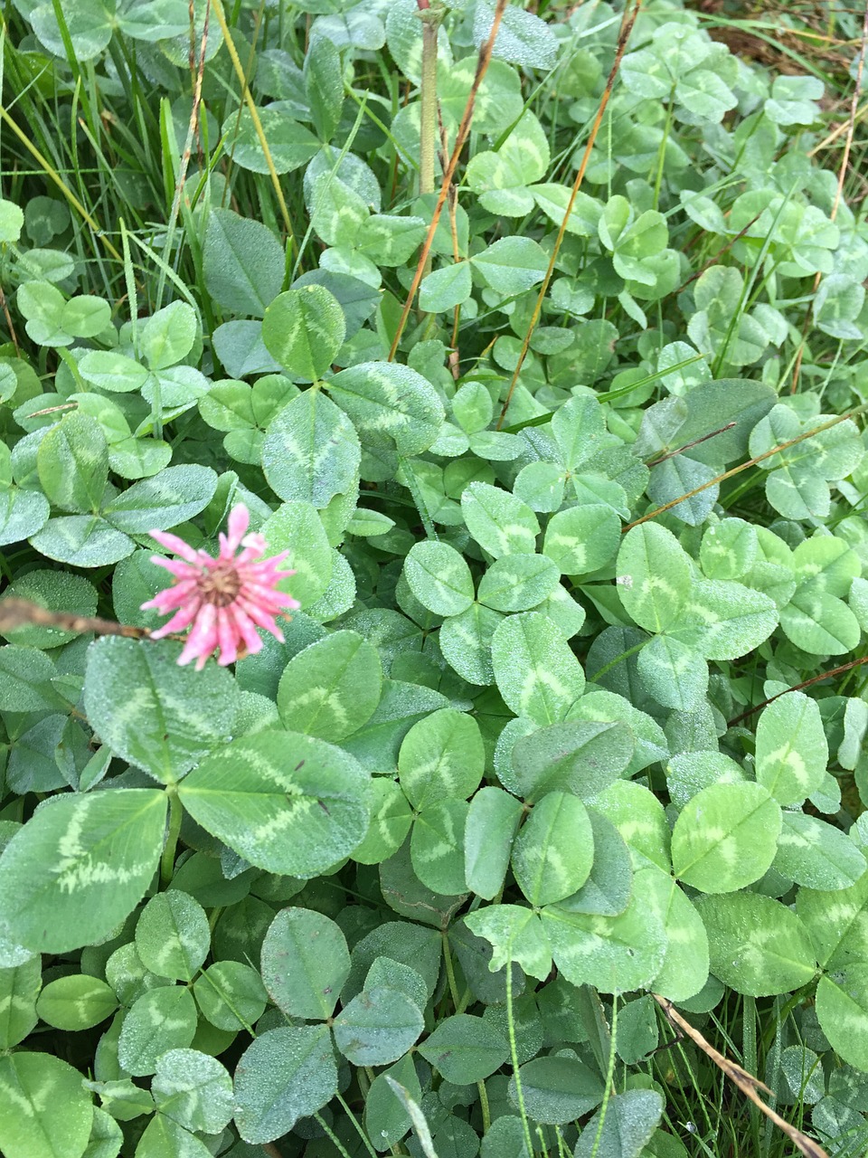 plant green nature free photo