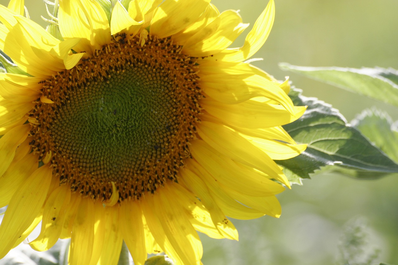 sunflower sun plant free photo