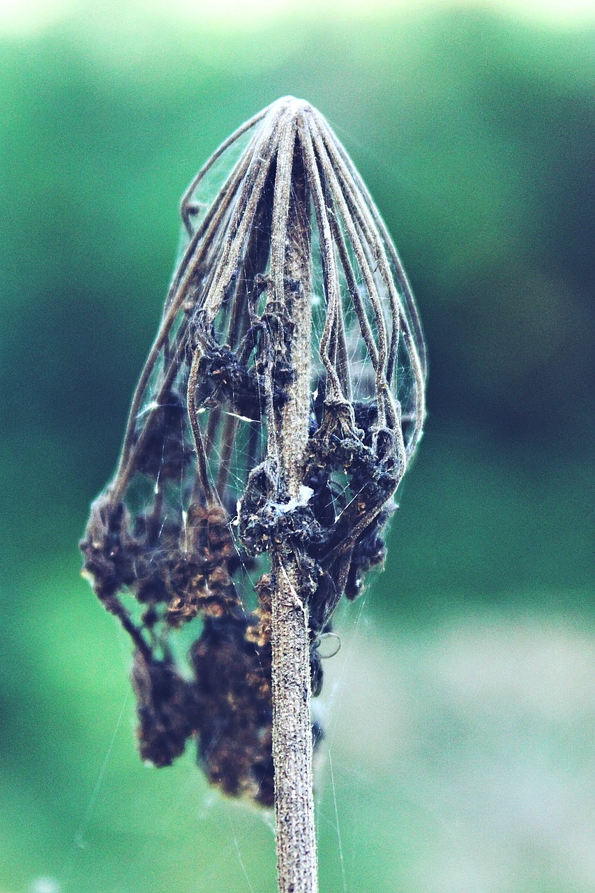 plant nature autumn free photo