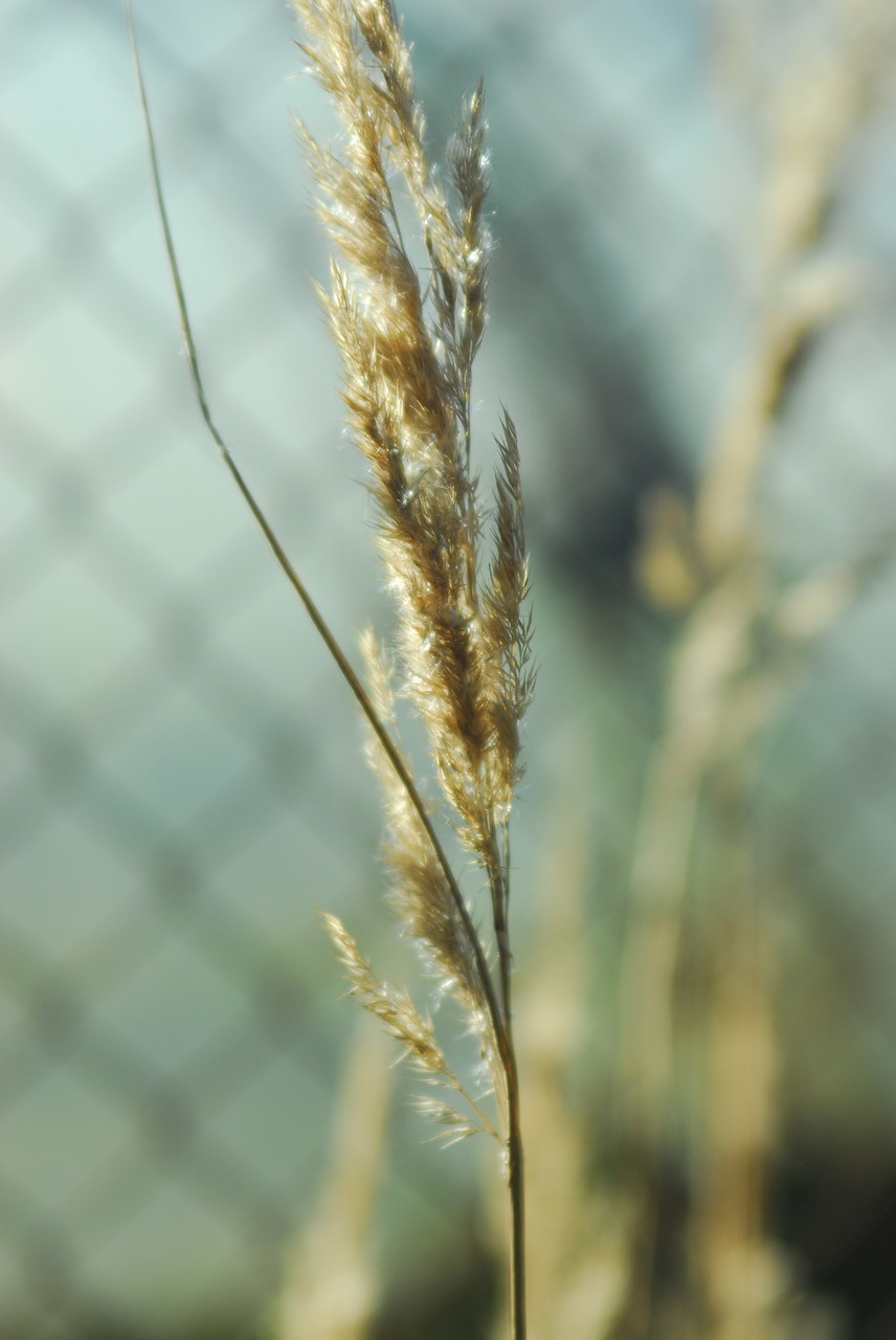 plant autumn nature free photo