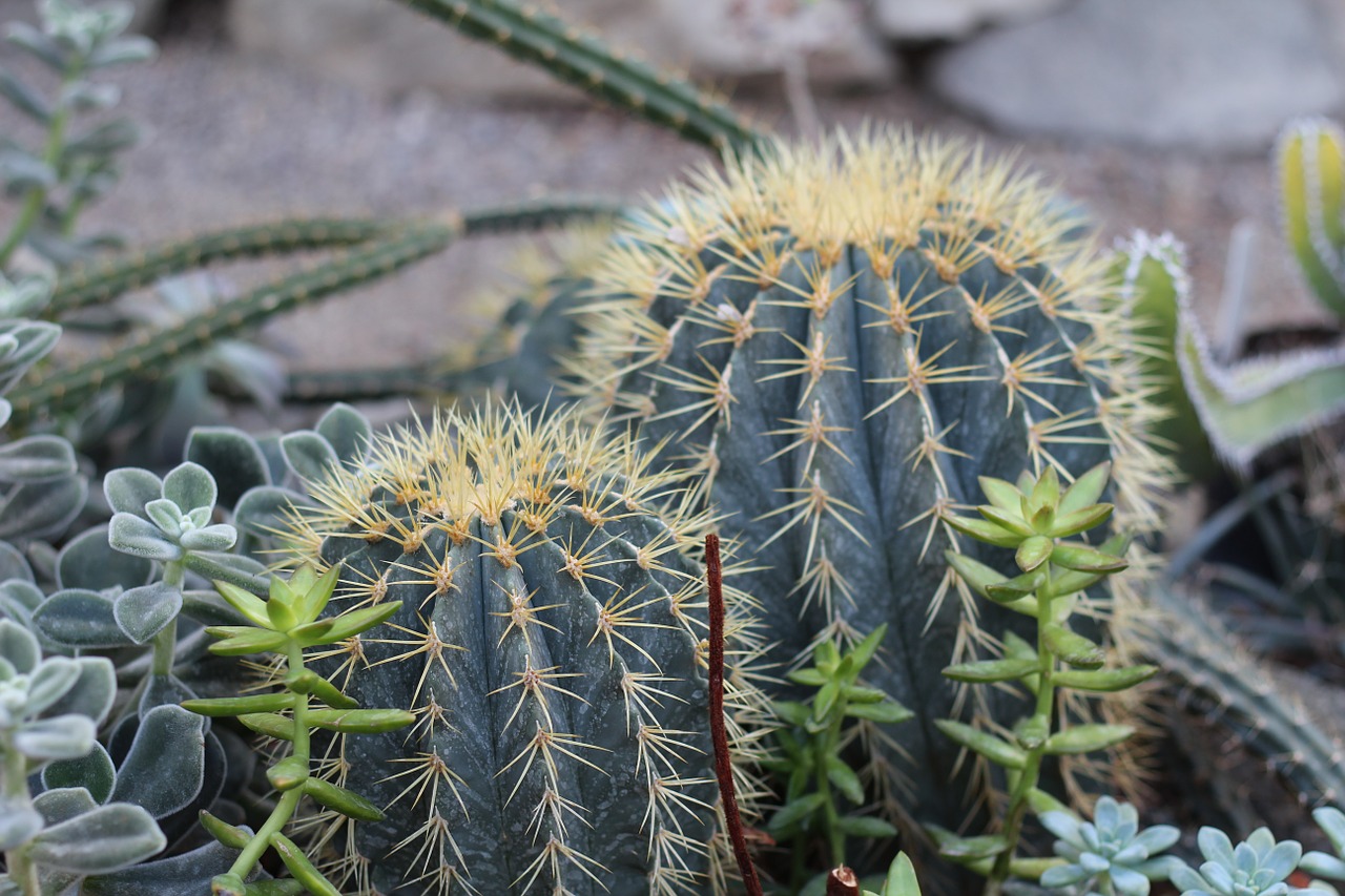 plant cactus plants free photo