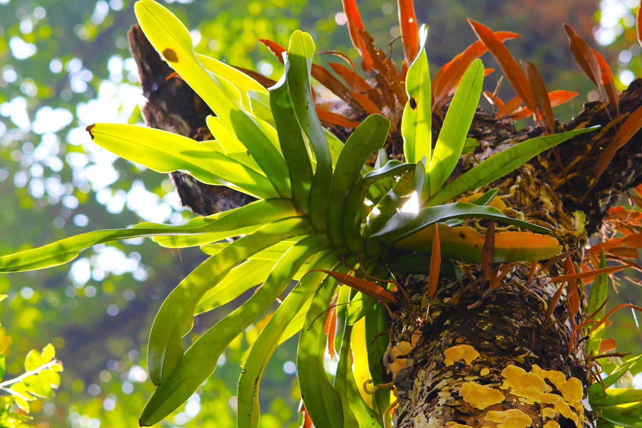 plant tree fern free photo