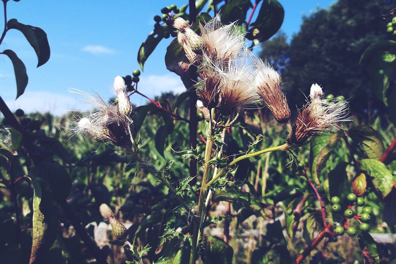 plant fluffy flower free photo