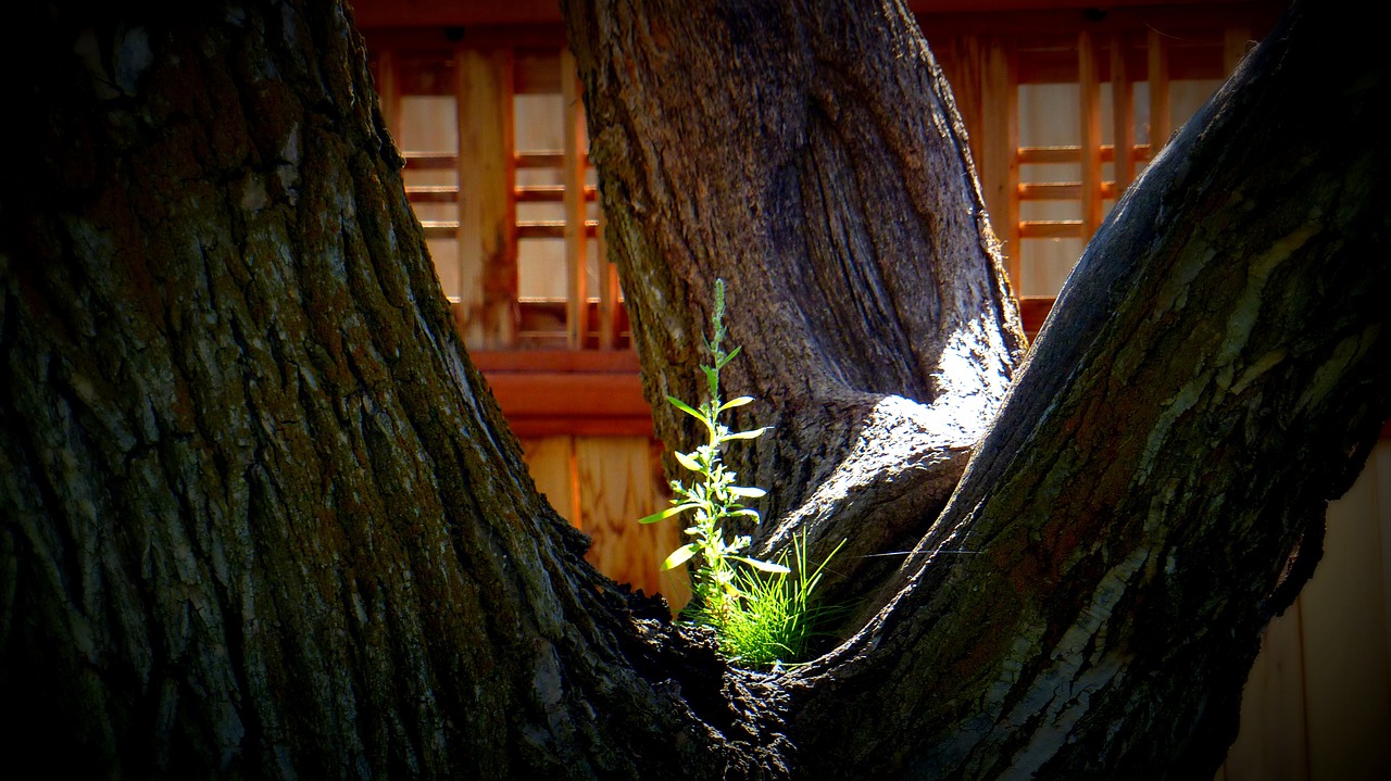 tree sunlight unusual free photo