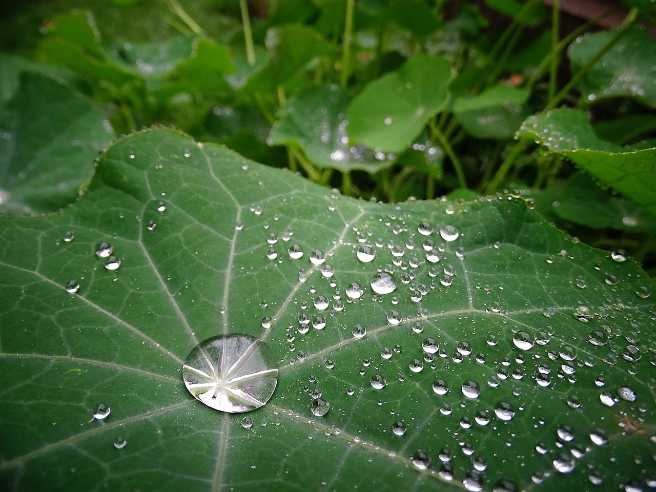 plant drop of water green free photo