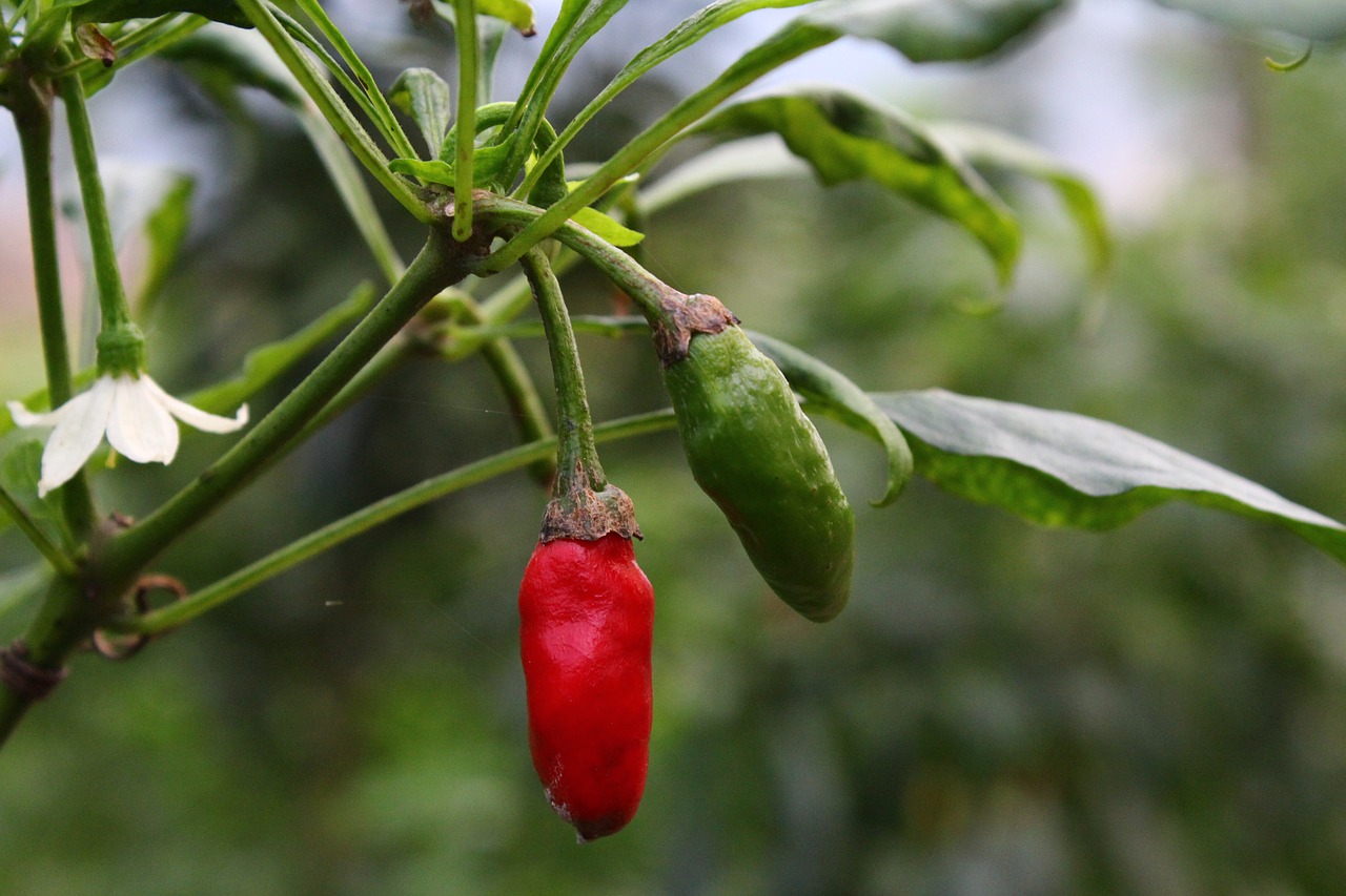 plant red pepper flower and leaf and fruit free photo