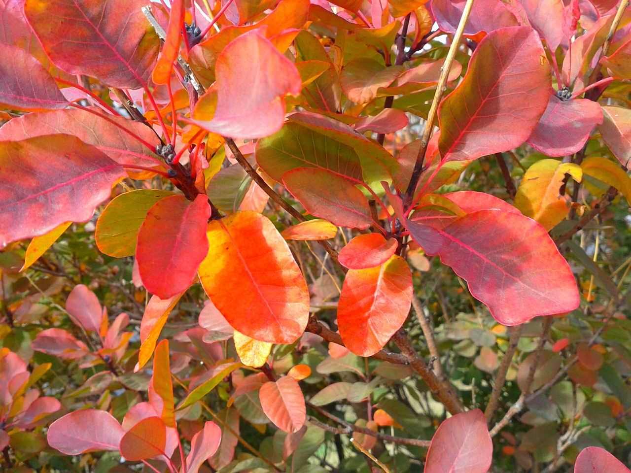 plant nature closeup free photo