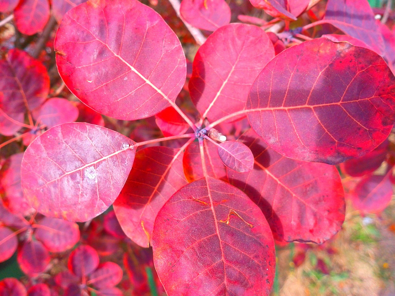 plant nature closeup free photo