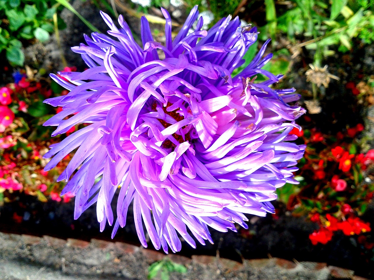 plant nature closeup free photo