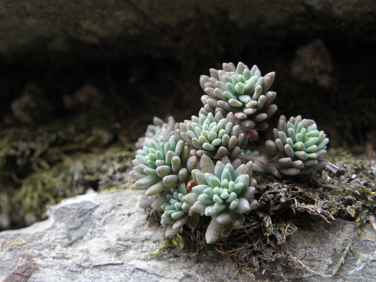 plant stone fouling free photo