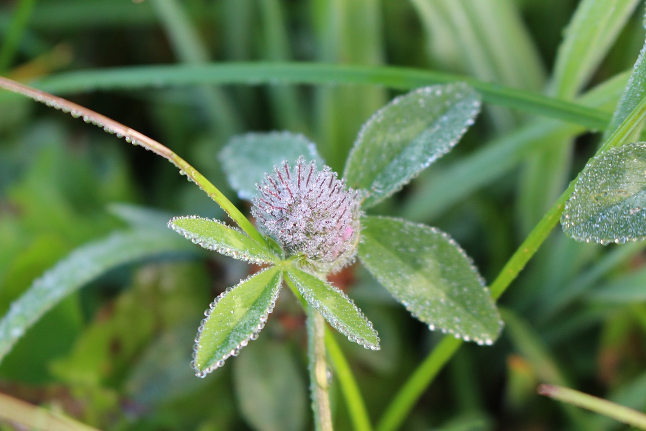 plant klee morning free photo