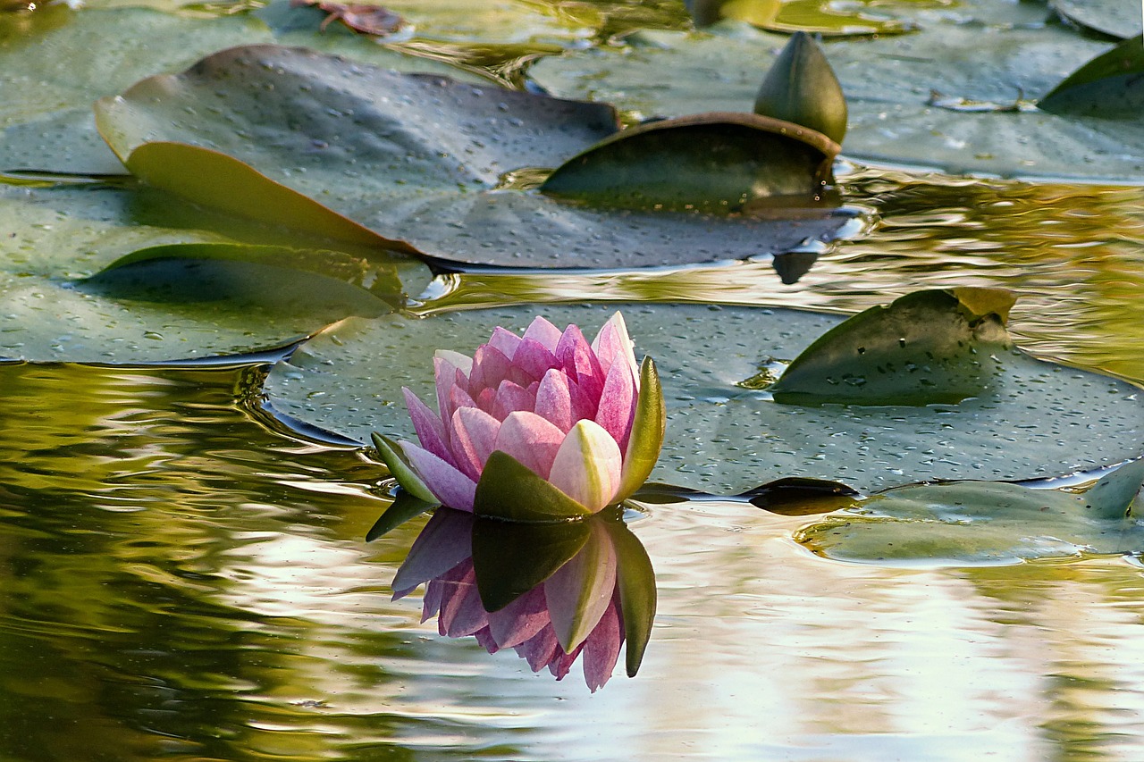 plant water lily nimphaea free photo