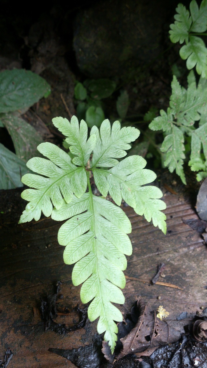 plant fern green free photo