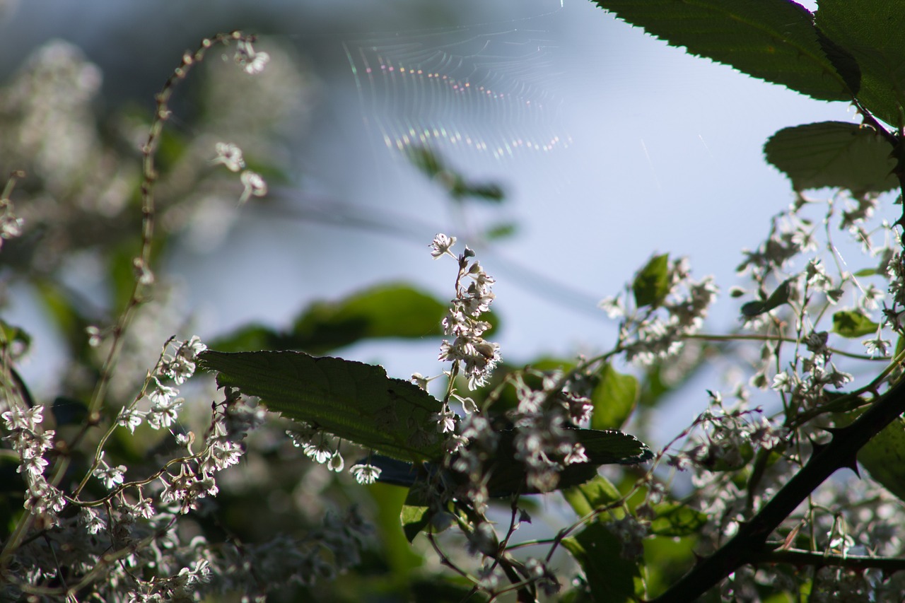 plant sky small free photo