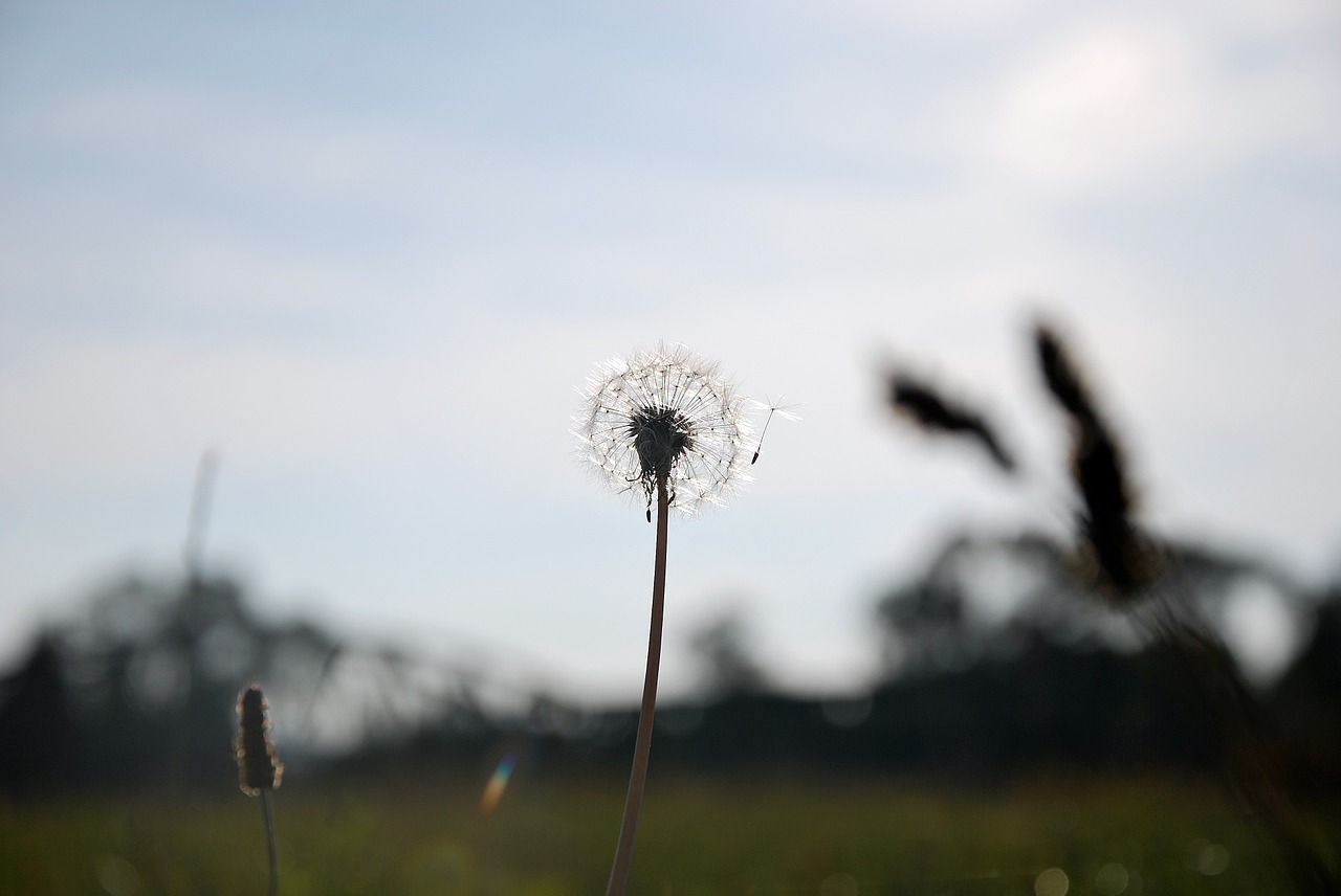 plant dandelion flower free photo