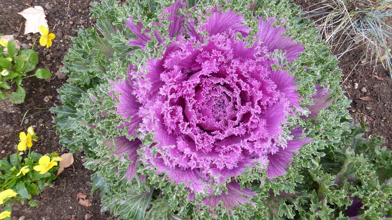 plant cabbage ornamental free photo