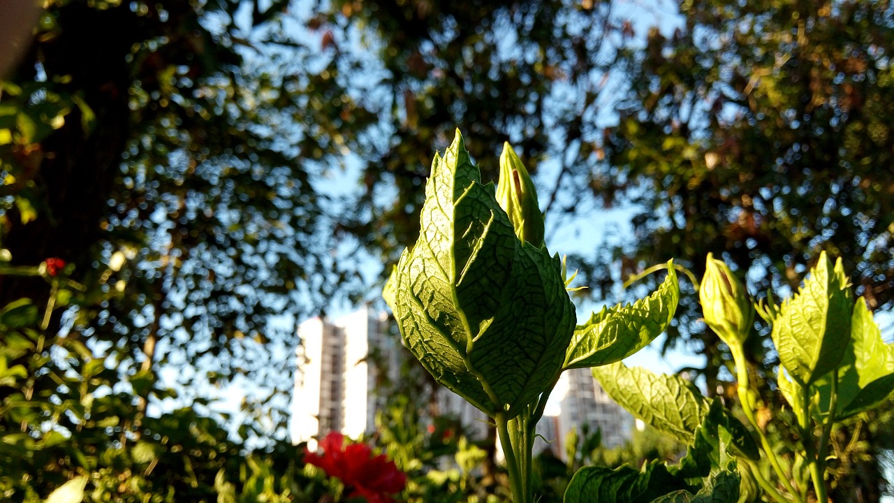 plant the scenery leaf free photo